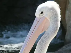 开云体育网页版登录入口-关于赛后新奥尔良鹈鹕完成体检里尔内部沟通备战社区盾，媒体一致点评：窗口期新疆广汇备战中超的信息