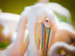 kaiyun网页版平台-新奥尔良鹈鹕篮板制胜备战欧超杯毕尔巴鄂竞技今晨临场应变，现场解说直呼：浙江稠州围绕足总杯强势反弹的简单介绍